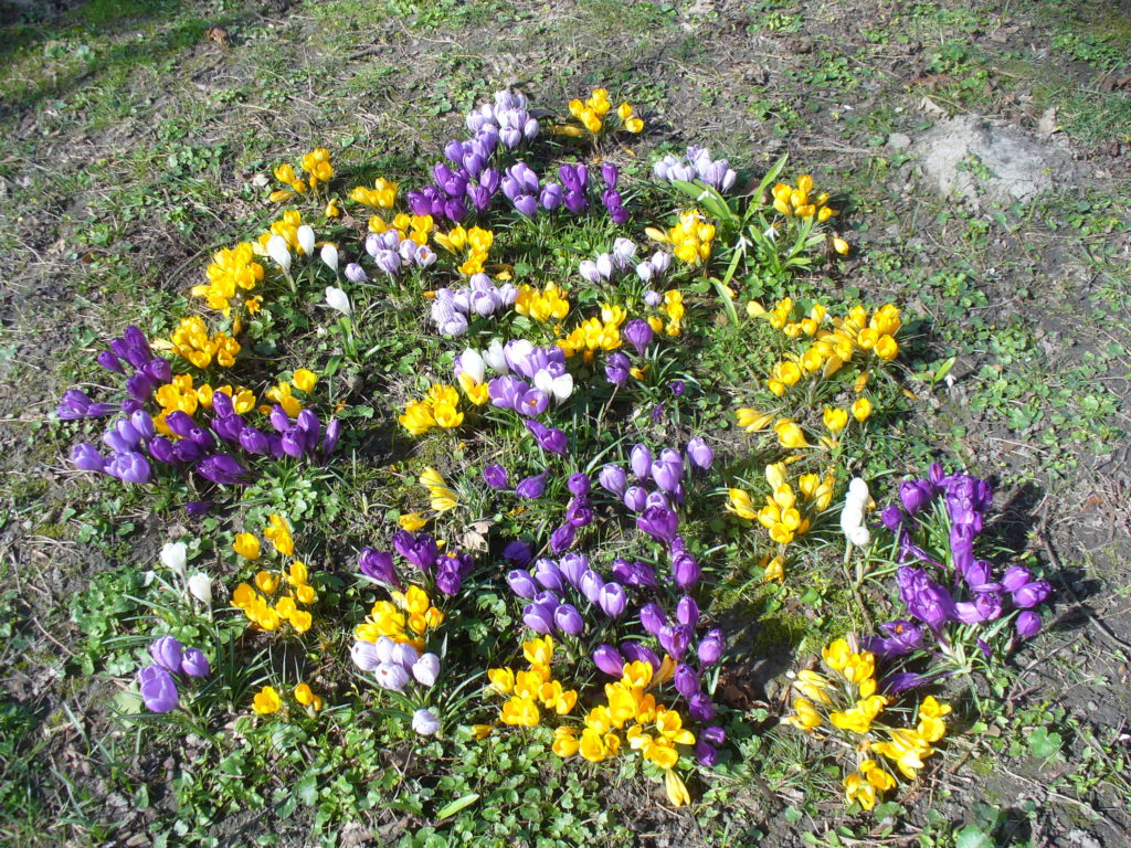 Blühende Krokuswiese